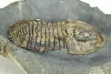 Rare, Bondonella Sdzuyi Trilobite - Taroudant, Morocco #255436-5